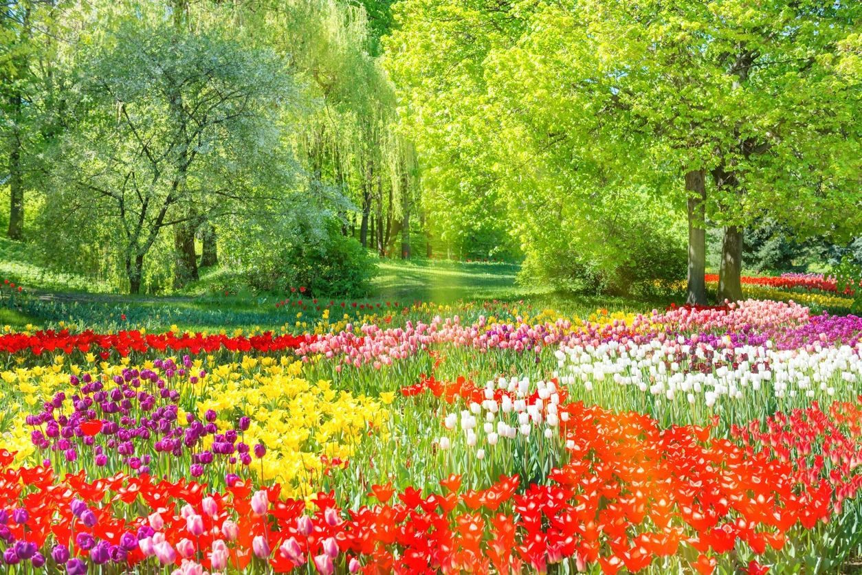 A garden with flowers of different colors and trees in the background